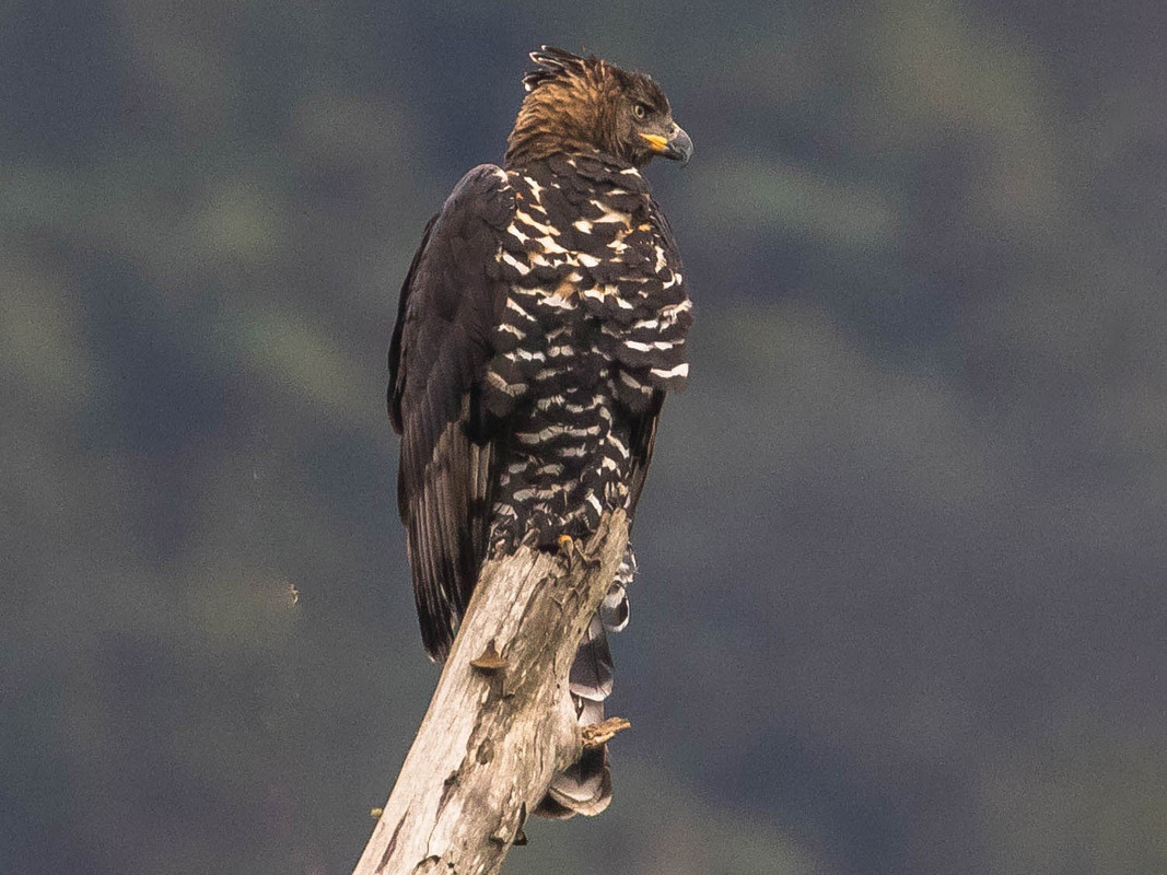 Burundi (2014) Serie de aves africanas Stephanoaetus-coronatus