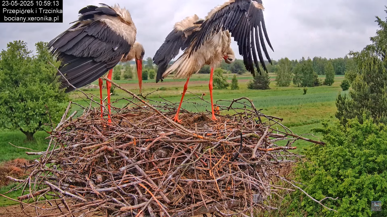 23052025bociany15
