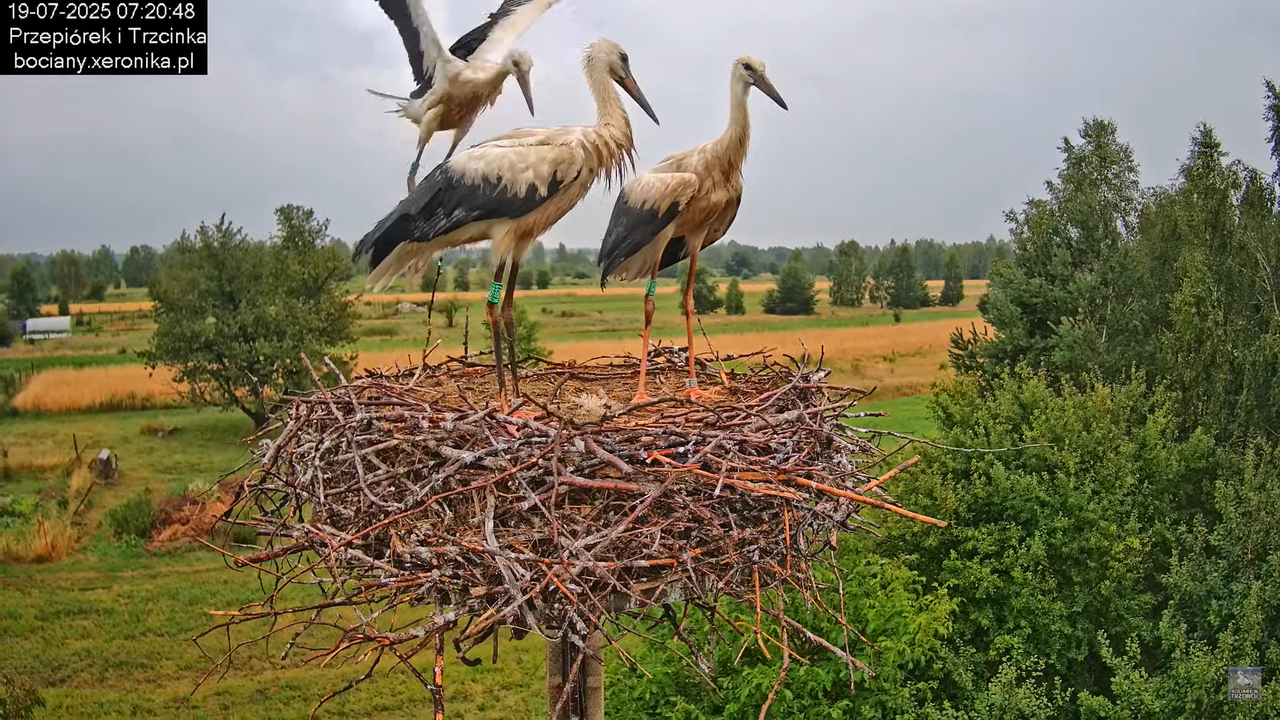 19072025bociany9