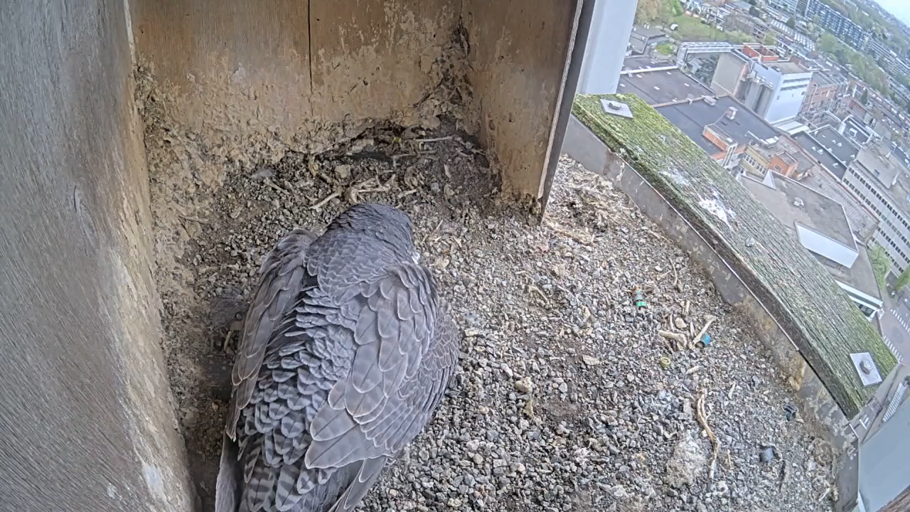 Schermafbeelding 2026 04 11 145048