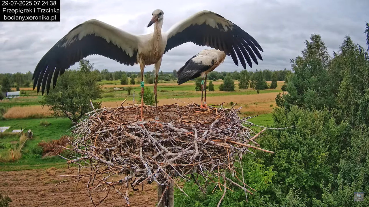 29072025bociany6