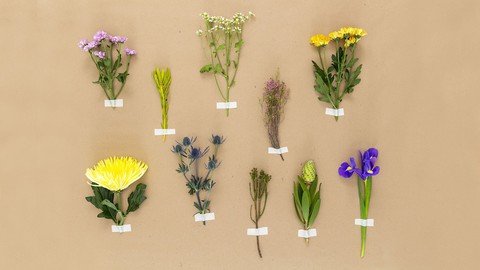 Everyday Herbalism:Plants And Herbs World Encyclopedia