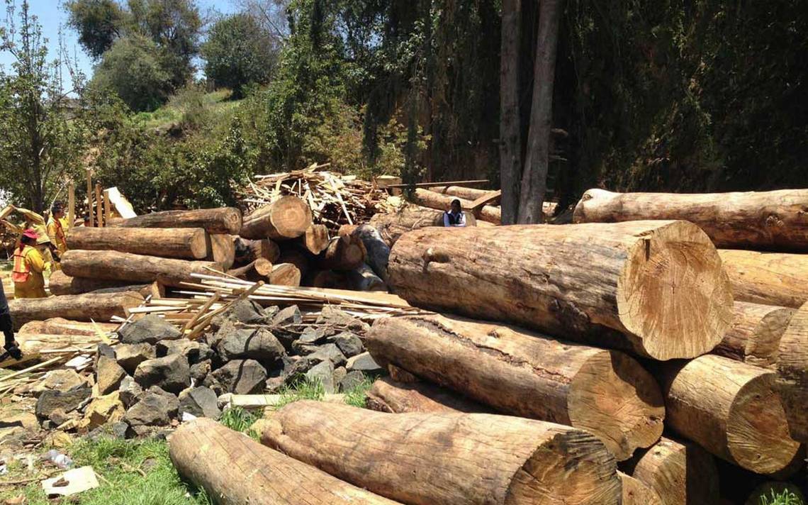 Morena propone mayores sanciones por tala ilegal en CDMX