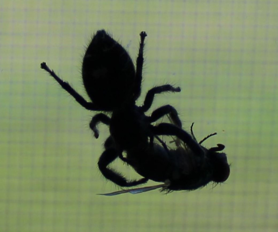 SPider-Fly