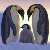 penguins-av2.jpg