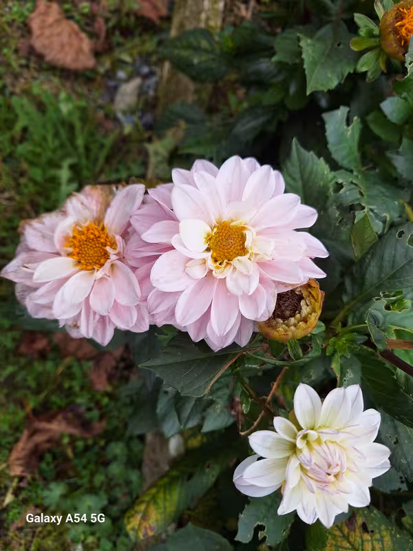 [Image: 20241018-141253.avif]