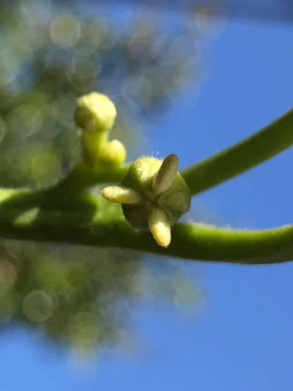 biriba flower cu 2 2017