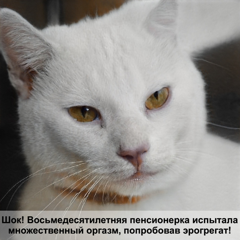 коты породы мейн кун фото