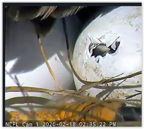 Screen Shot 02-18-20 at 09.03 PM 001