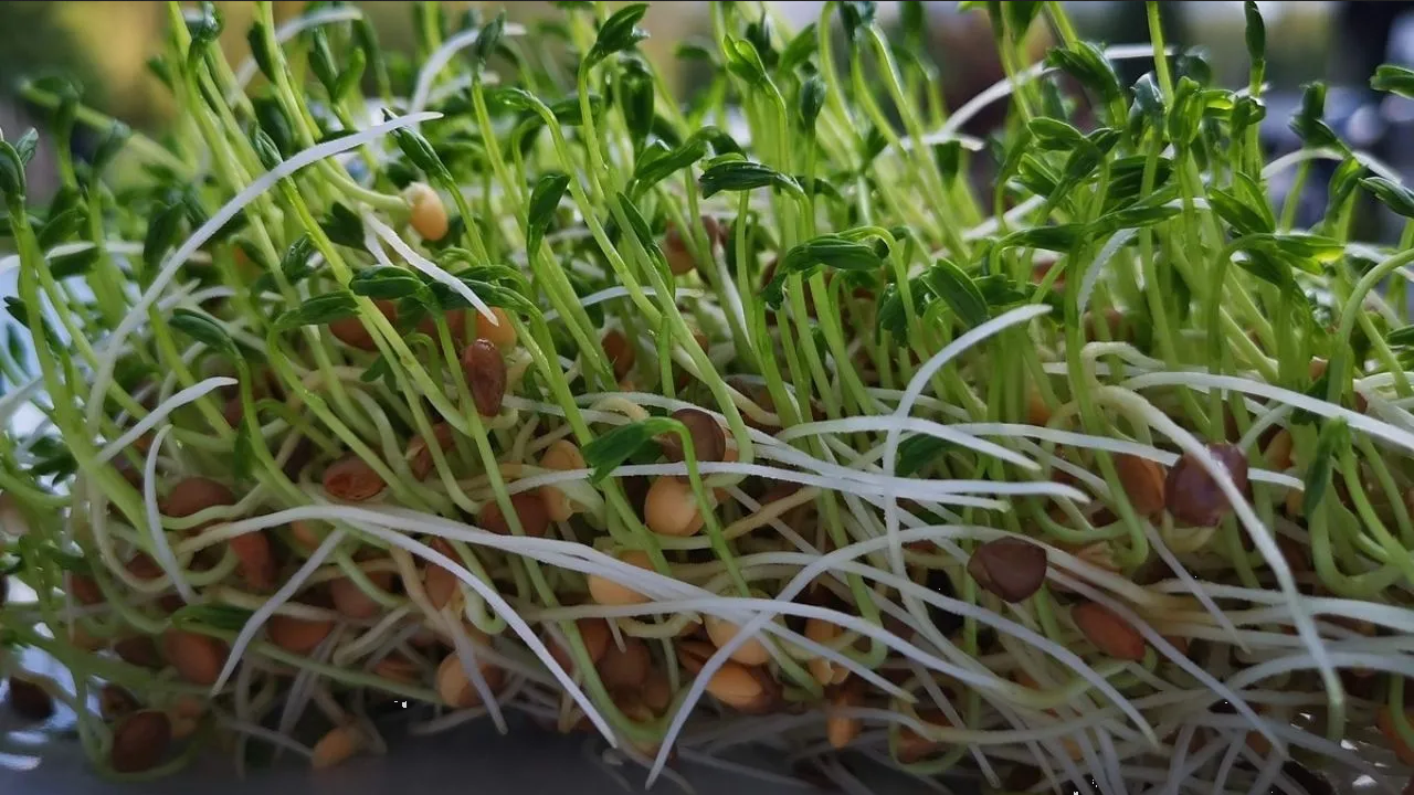 ¿Cómo hacer germinados en casa? Hazlo fácil y rápido con estos pasos