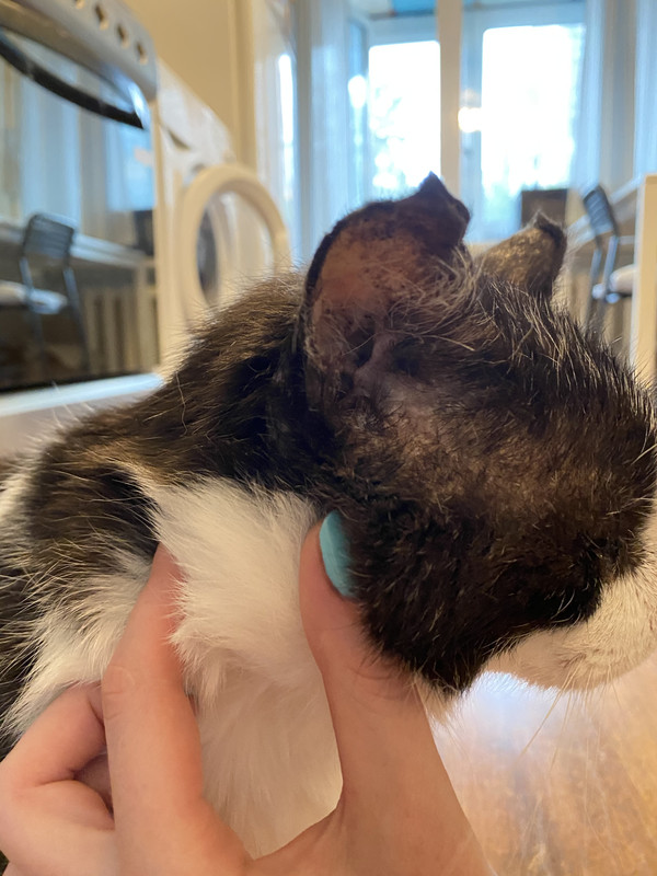 Эффективное лечение карциномы у породы Sphynx