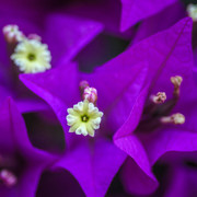 Bougainvillea glabra - JPB_2760-Edit