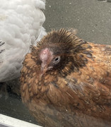 42472585-BCC0-4196-BAFD-283B0182F781