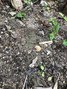 photo-iherbalgarden-3rd-026