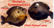[Image: BLUEGILL-SPAWNING.jpg]