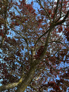 IMG-0735-Copy