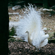 korea2024LRexport-43