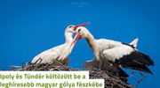 Kép
