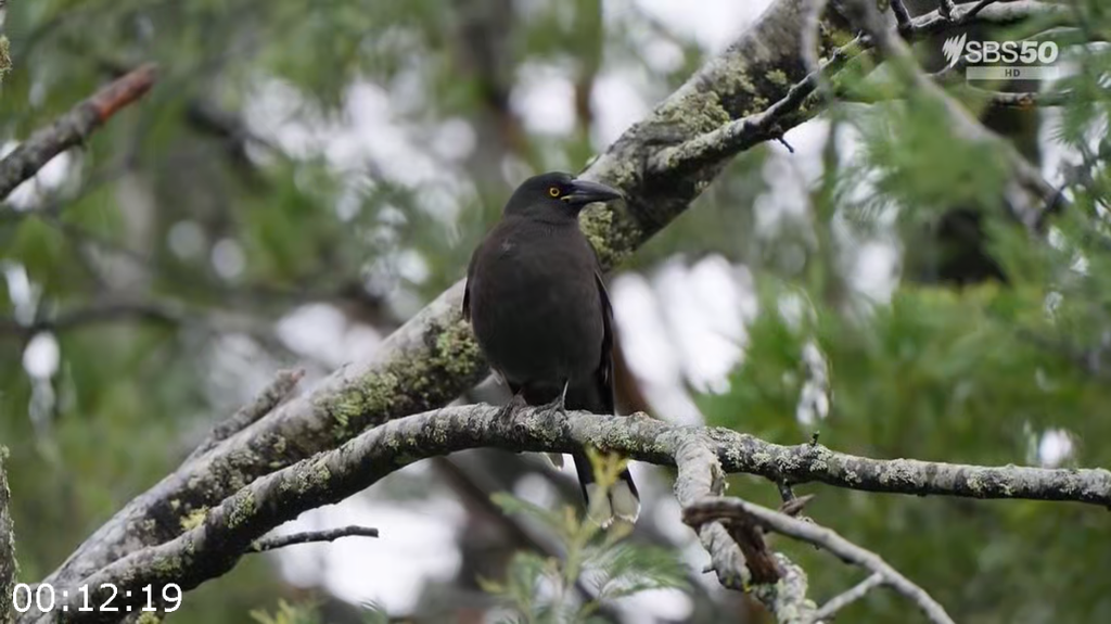 [Image: nw3p7ozn1zc6.png]