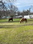 [Image: IMG-1132.jpg]