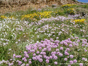 Millook Wildflowers.