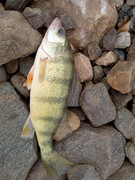 [Image: 12inch-willard-perch.jpg]