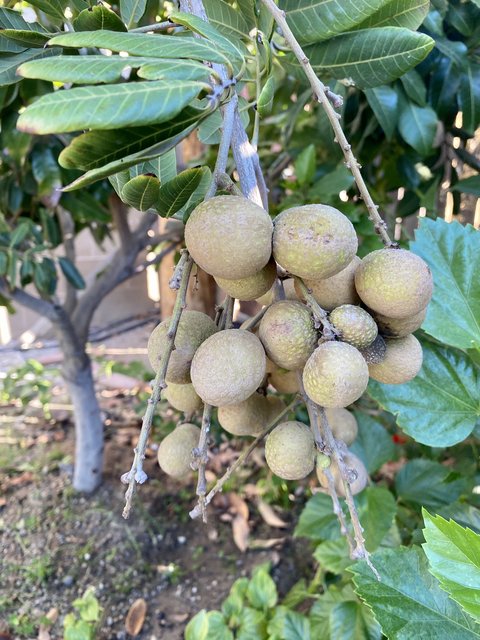 [Image: 2-D0-F6327-EBBA-414-C-B3-D2-9-BB195-FFCBCF.jpg]