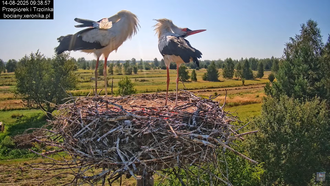 14082025bociany17