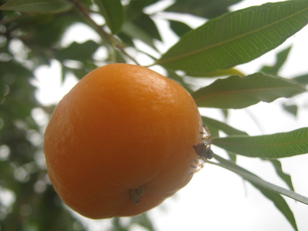 uvaia_mosca_fruit-fly-20150113T164115