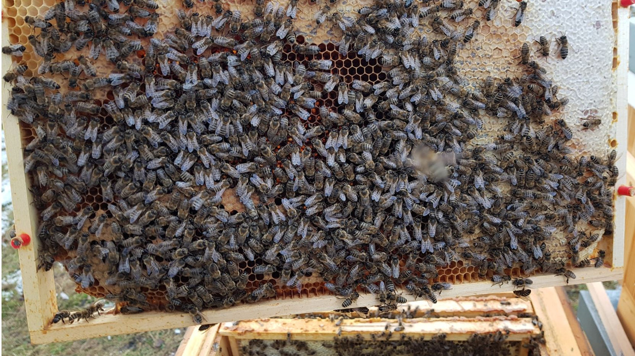 c_vcelstvo 2.5 druha strana rámku s zavick plodem_20211212_144108