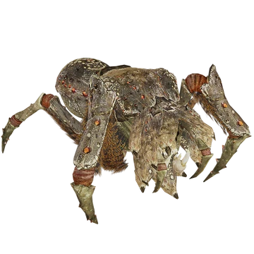 Пауки самки