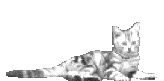 chats-allonge