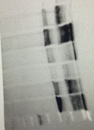 Western Blot Results of Antibodies (Biochem Exp)