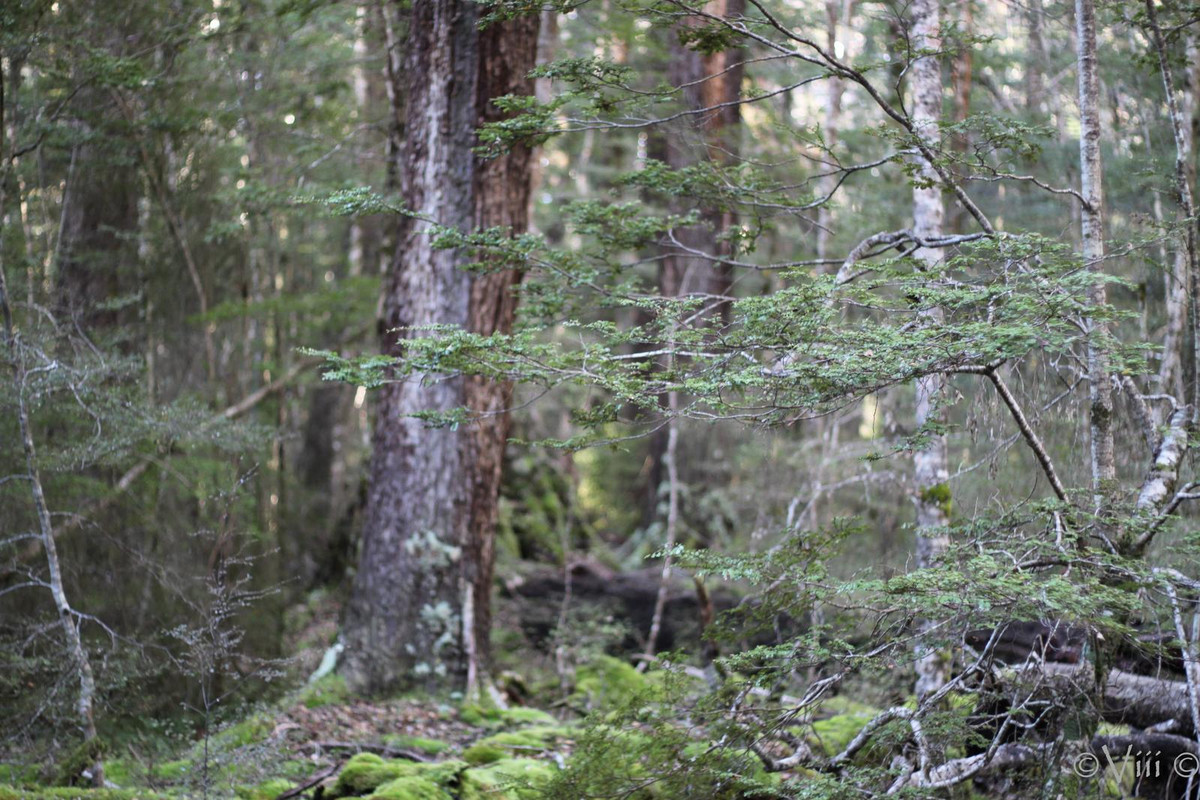 Día 13. Doubtful Sound & Fangorn. Noche en Queenstown - Nueva Zelanda/Islas Cook - Viaje de novios a la Tierra Media (6)