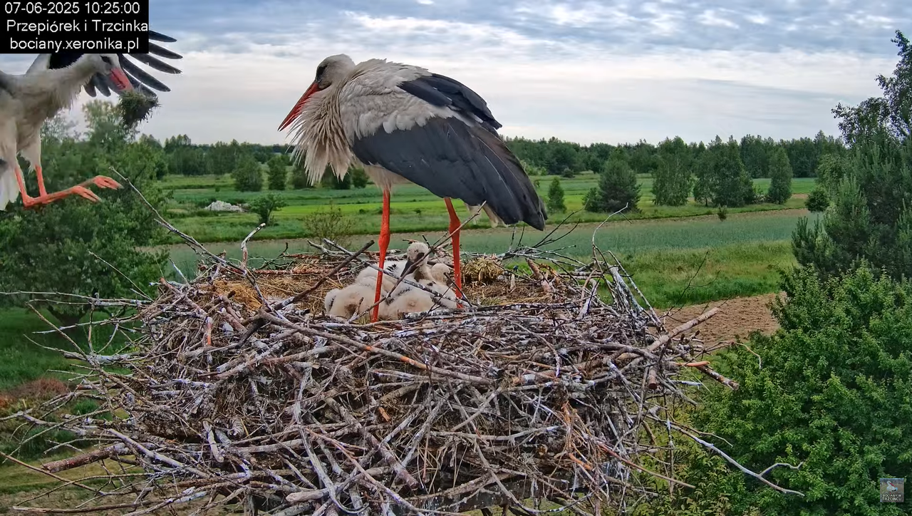 07062025bociany17