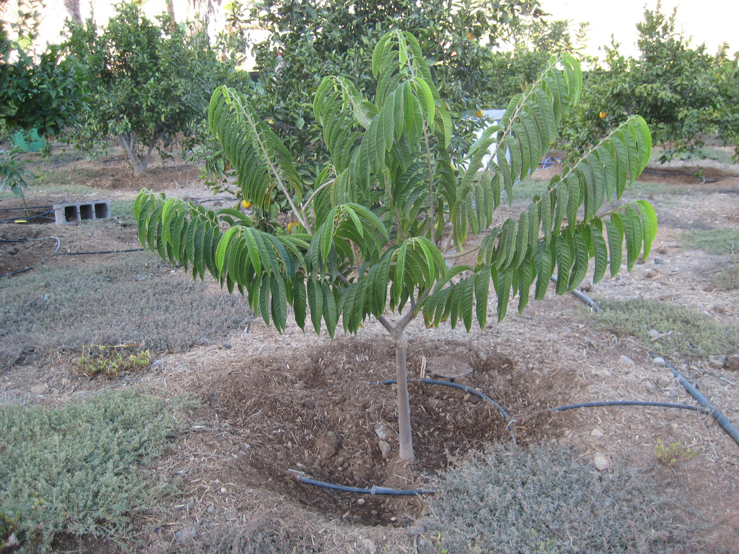 IMG_0725 Annona reticulata (CdP)