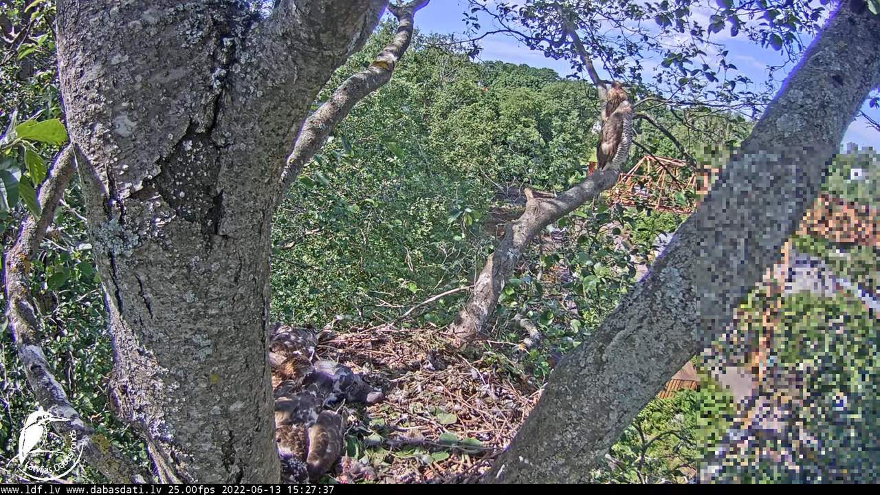 Vistu vanags (Accipiter gentilis) Rīgā - LDF tiešraide __ Goshawks, Riga, Latvia 9-31-12 screenshot
