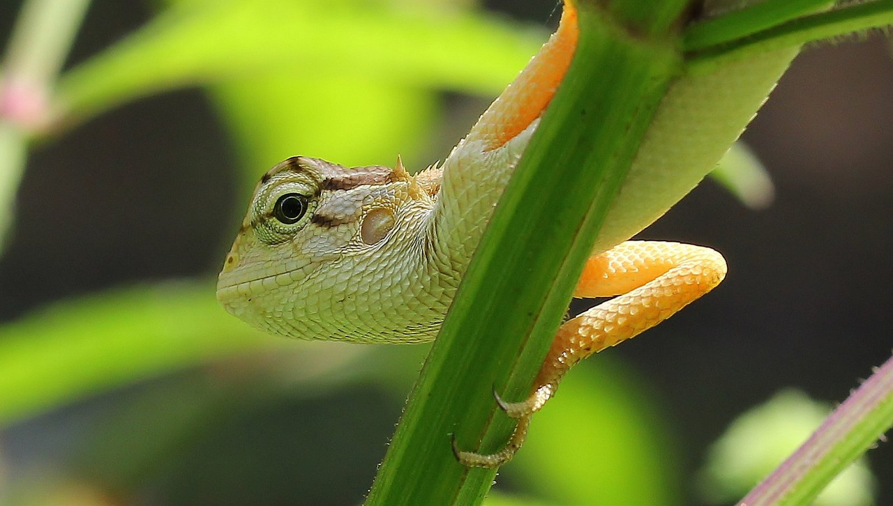 green-chameleon.jpg