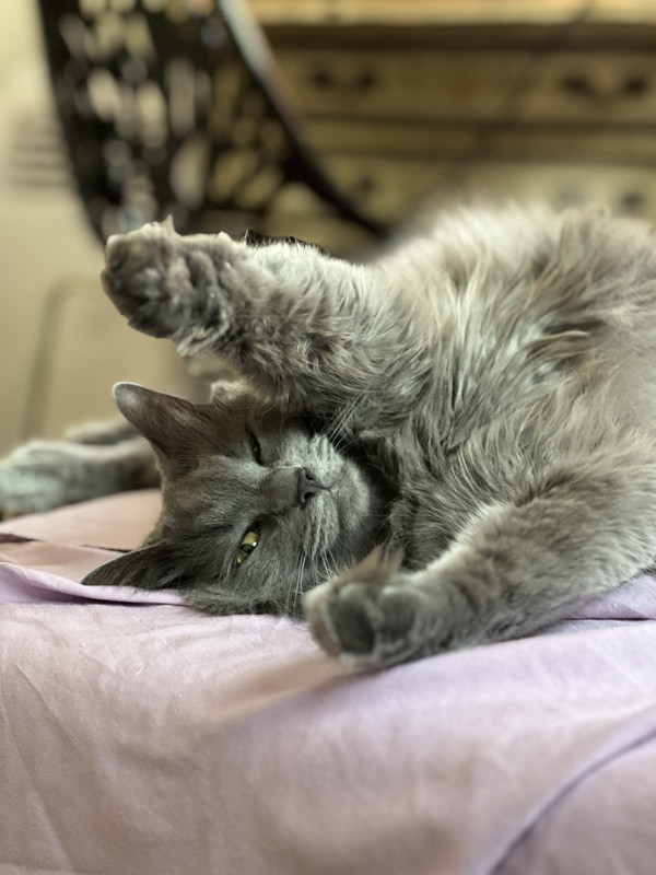 A long haired gray cat is mid stretch, reaching out and almost winking at the camera