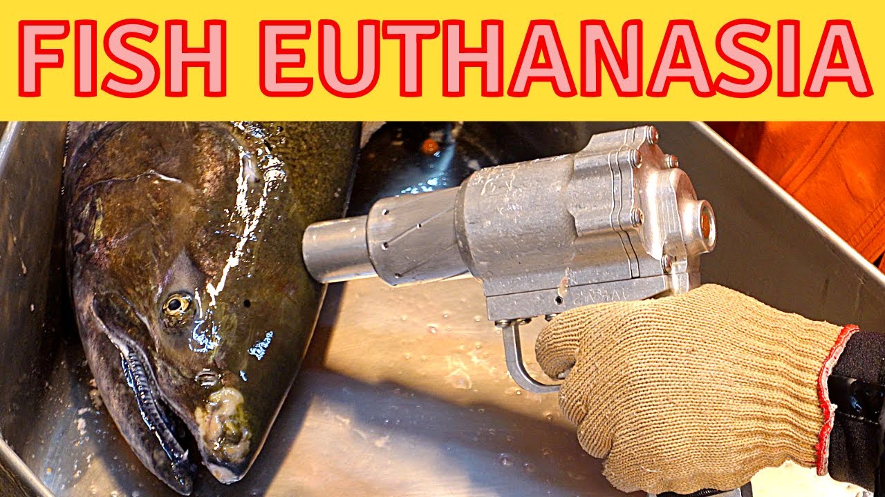 Fish Euthenasia
