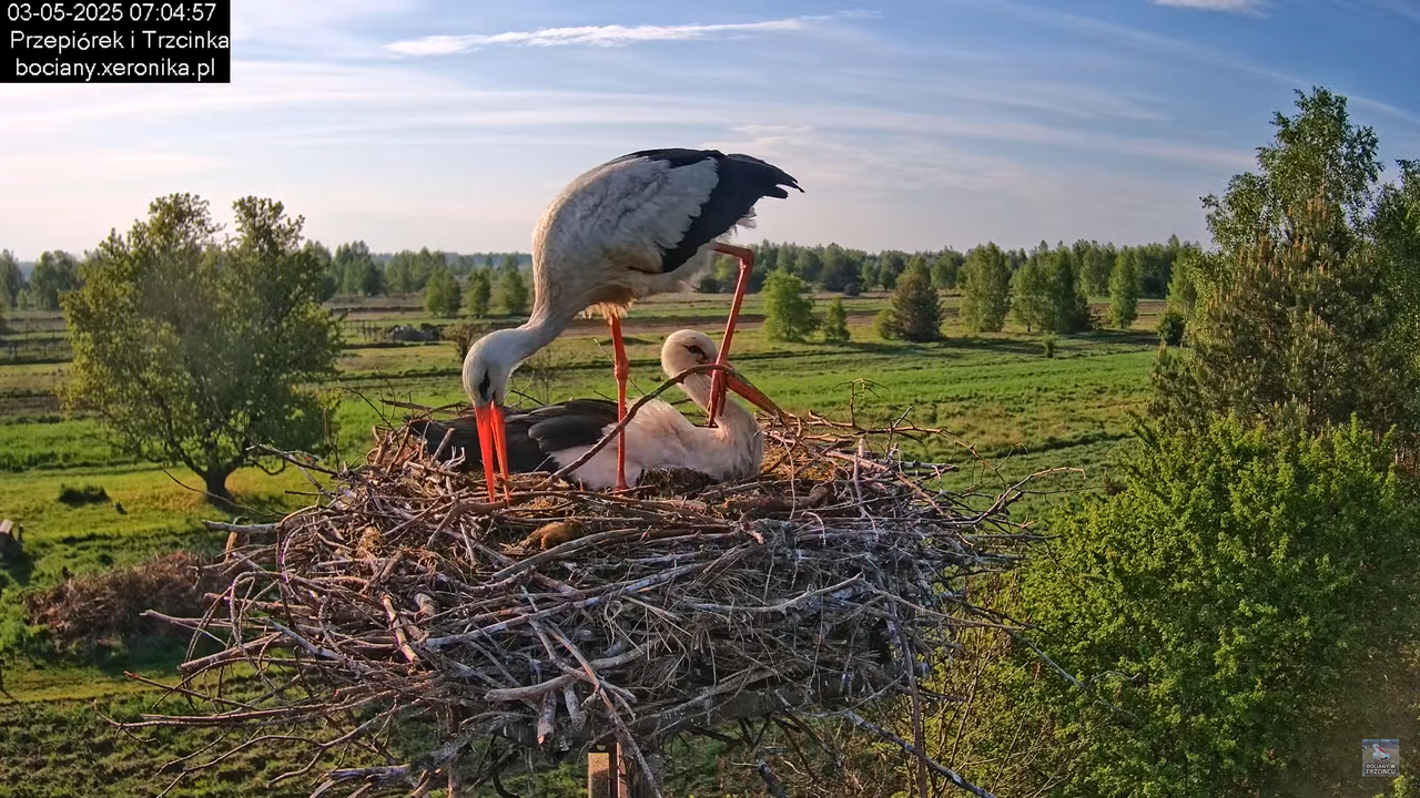 03052025bociany6