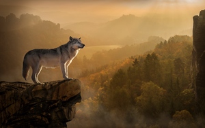 wolf-rock-precipice-predator-120088-300x