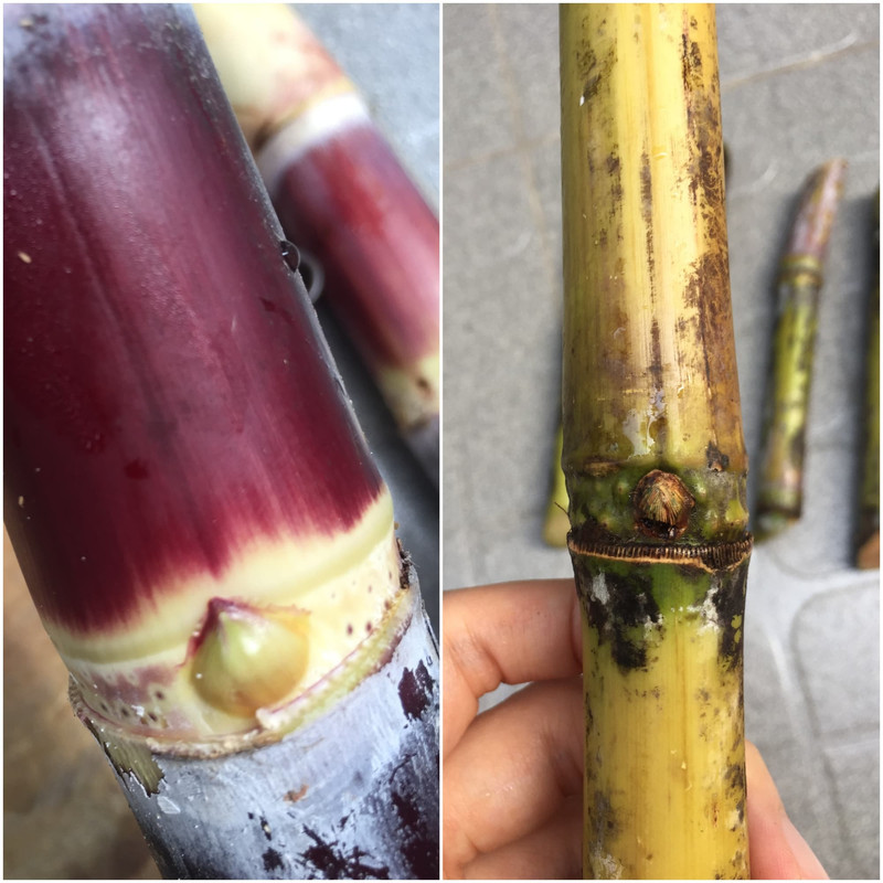 compare-bud-purple-green-sugarcane.jpg