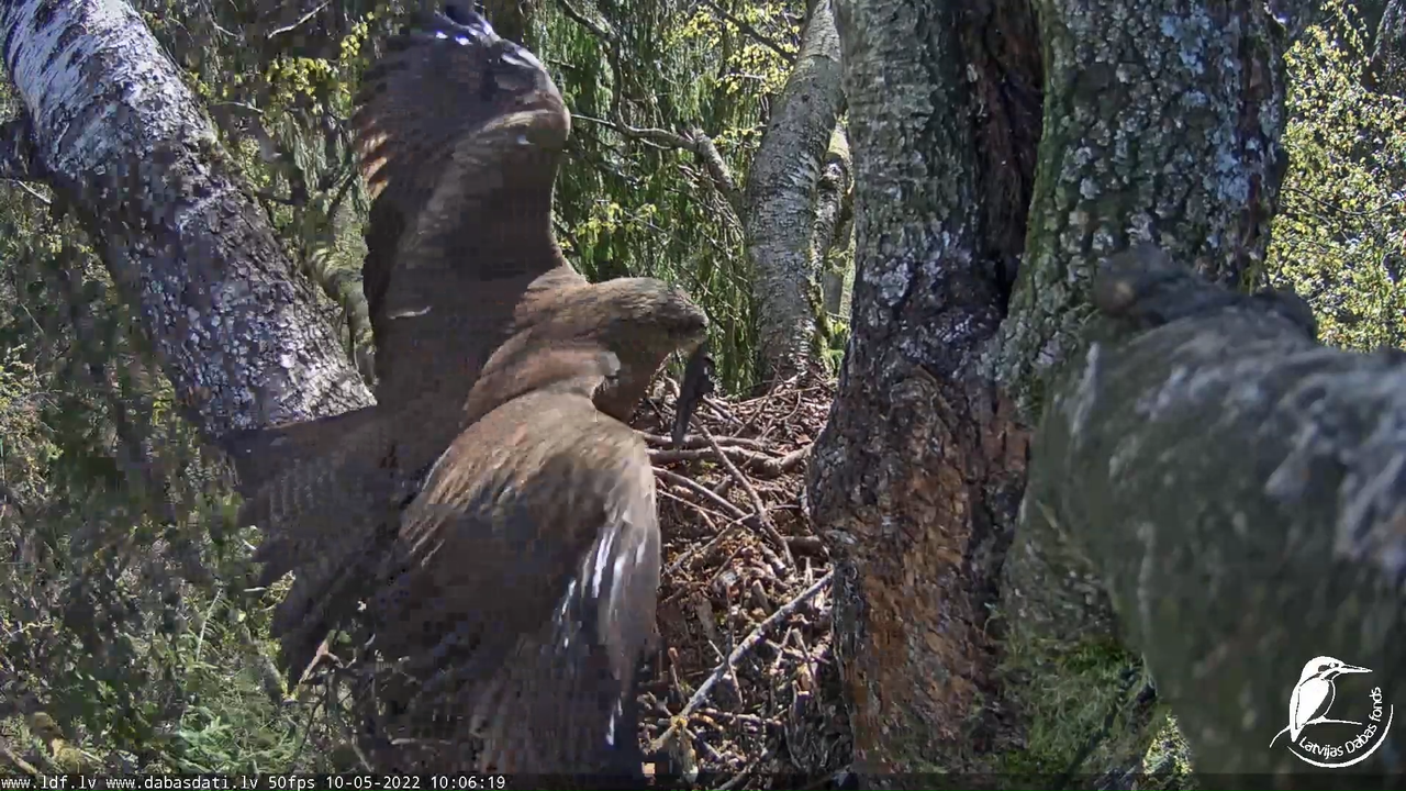 Melnās klijas (Milvus migrans) Kurzemē - LDF tiešraide 2-45-24 screenshot