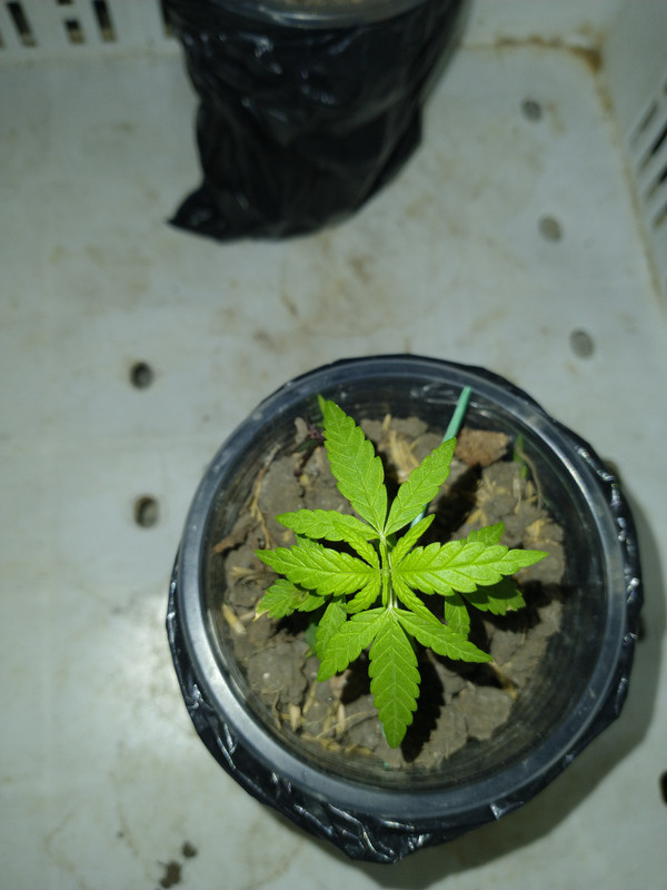 IMG_20210411_202853709