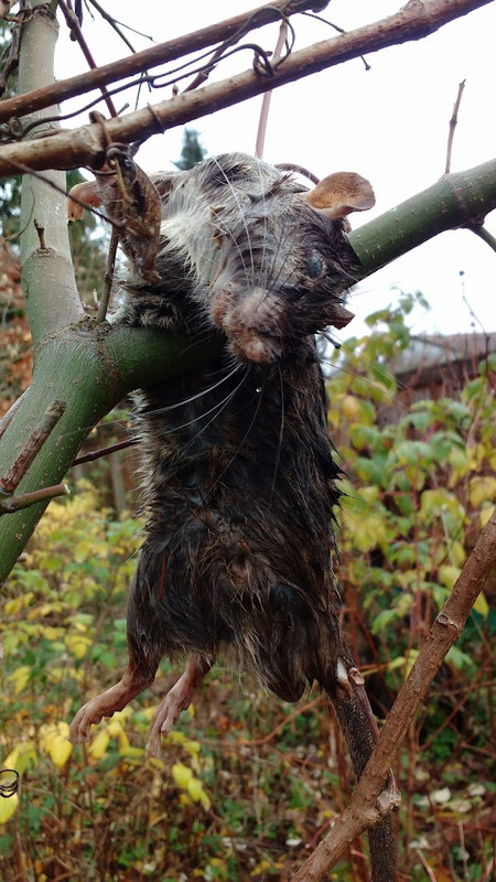 IMG 20251123 124343374