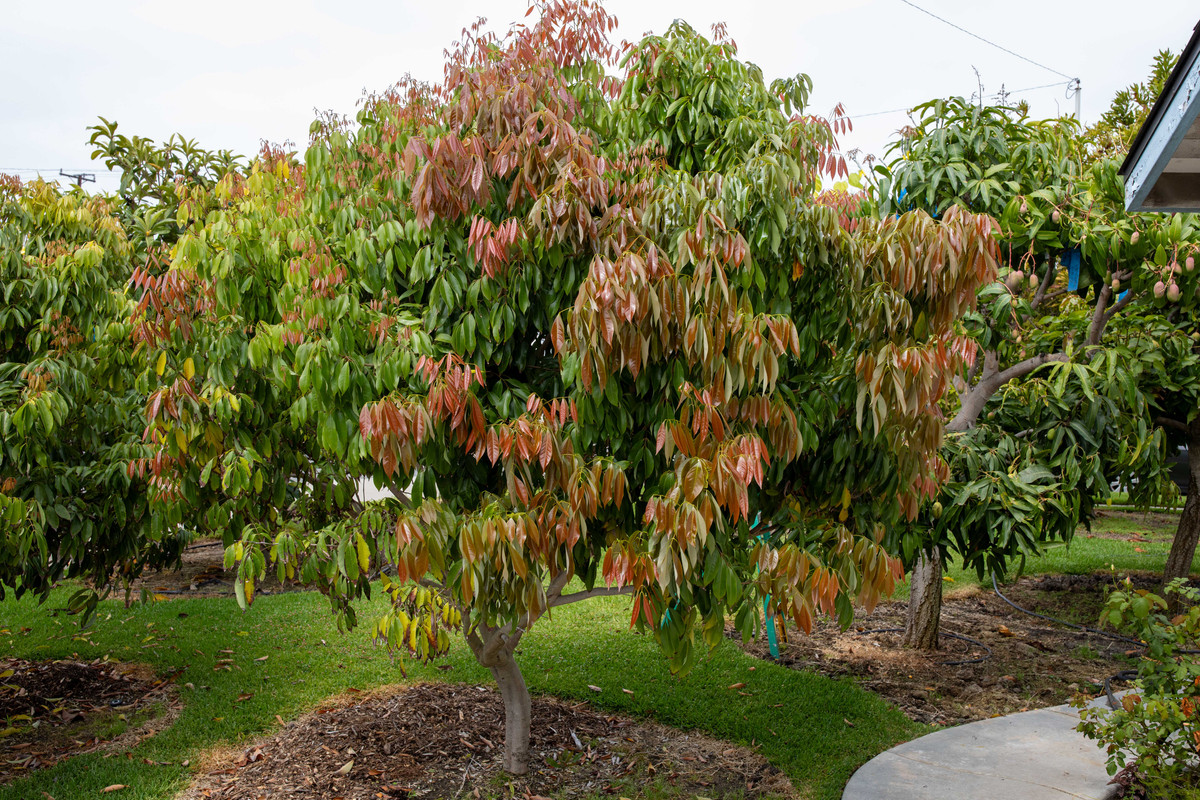 8U1A5189  Brewster Lychee Tree with New Growth Underway (8-12-2025)