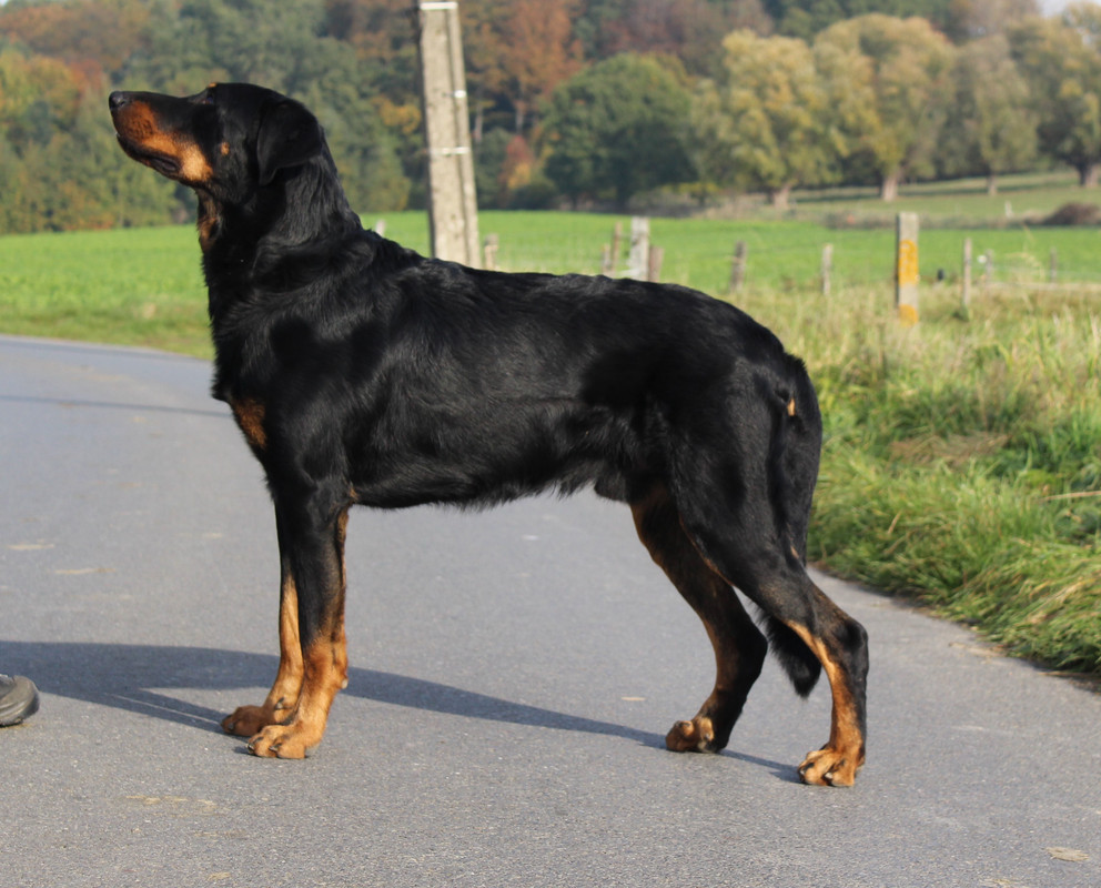 Chien - Rizlan L'ami De La Campagne