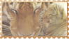 made by @transmascgarfield on tumblr