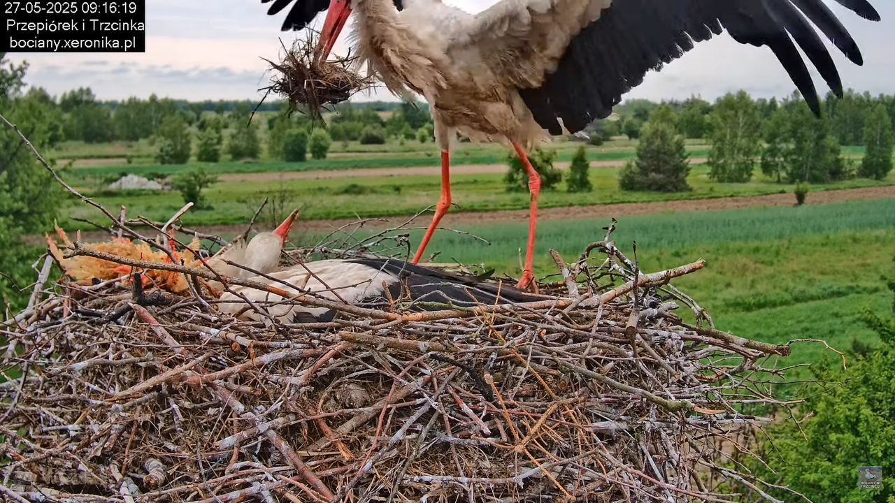 27052025bociany30